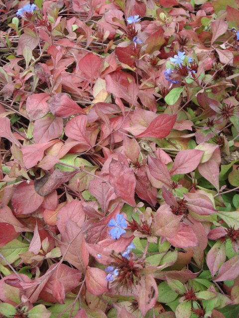 Ceratostigma plumbaginoides automne P19